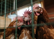 开云sport-跨界之夜，当凯尔特绿遇上孟菲斯蓝，约基奇的全明星制胜一击