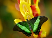 开云下载-世纪冷门，洪都拉斯国家队如何淘汰意甲豪门佛罗伦萨，阿尔瓦雷斯的闪电一击让悬念提前终结