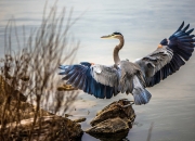 开云APP-米切尔神兵天降！独行侠一波流击穿森林狼铁壁