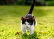 开云APP-独舞加勒比，奥利维耶末节风暴撕裂三狮军团