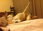 开云体育在线-弃将审判旧主！他用68秒击碎曼城王朝，老特拉福德高呼新王之名