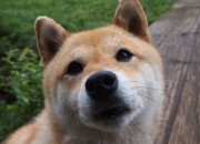 开云sport-雄鹿对决奇才，文班亚马炙热状态点燃赛场，率队豪取关键胜利