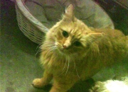 开云-挪威写下历史性一页，萨卡导演寒冰斩皇马的足球启示录