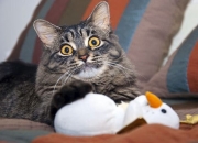 开云官网-雨夜斯德哥尔摩的唯一射门，维尼修斯一剑封喉