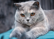 开云体育平台APP-当未来对决未来，爱德华兹用冠军级表现强行接管比赛