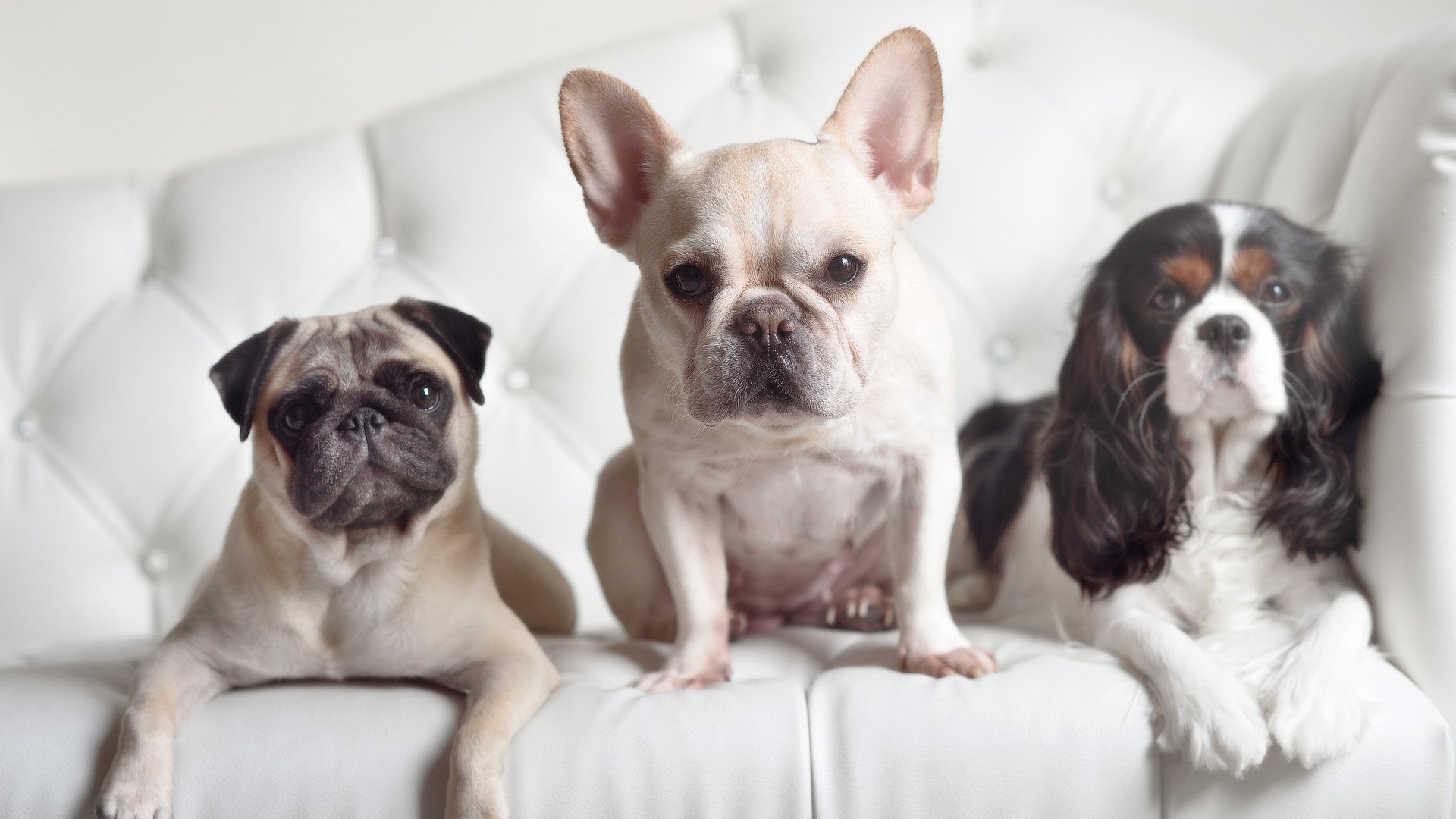 冰与火的另一种定义，当吉林虎啸震碎斯台普斯穹顶