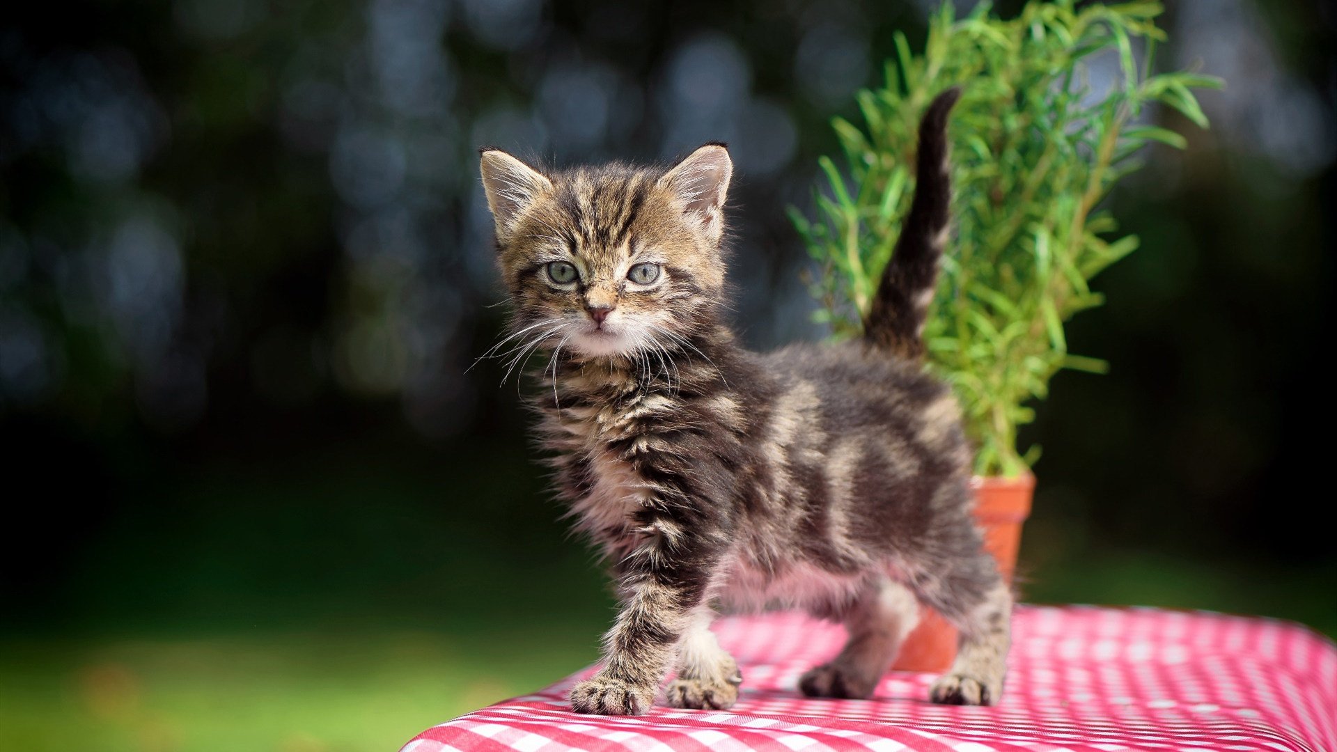 黄蜂战雄鹿？不，今晚的聚光灯只属于库里这堂进攻艺术大师课