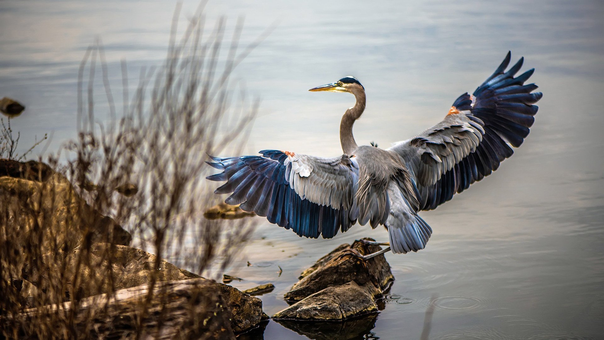 米切尔神兵天降！独行侠一波流击穿森林狼铁壁