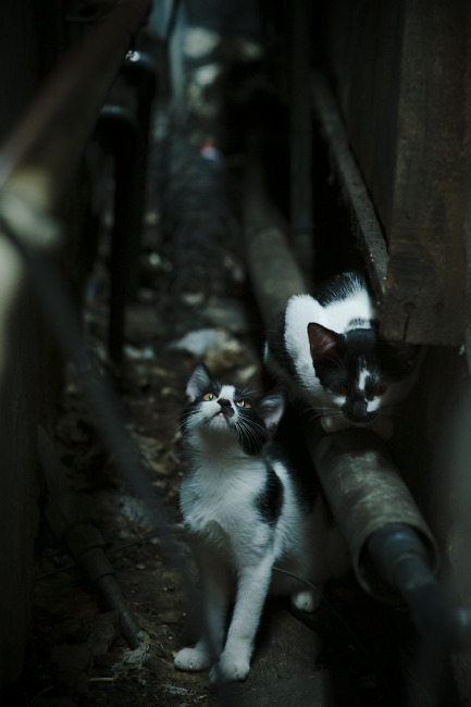 技术击倒！贝蒂斯3-1荡气回肠完胜黄潜，西甲焦点战诠释战术之美