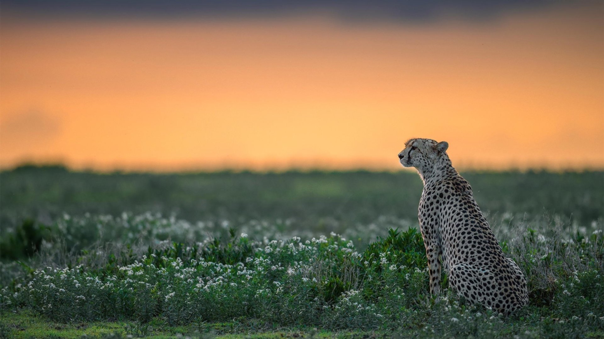 百年纪念赛的守夜人，奥亚尔萨瓦尔如何将时间编织成智利的胜利