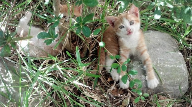 卡拉斯科一锤定音，瑞典对阵亚特兰大的欧联杯史诗之战
