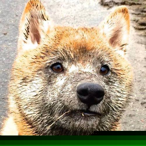 东决硝烟中的维京启示录，当瑞典式冷静击碎冰岛式热血