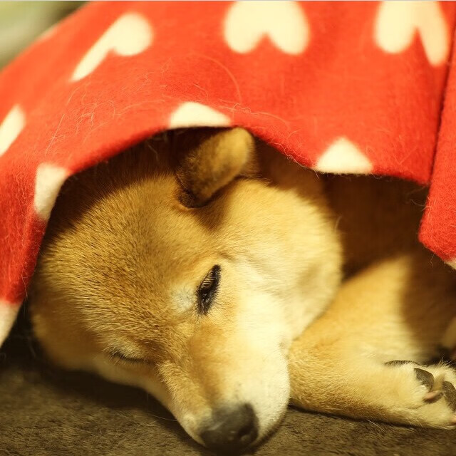 魔笛绝响，末节风暴，2026世界杯上葡萄牙唯一性逆转阿尔及利亚