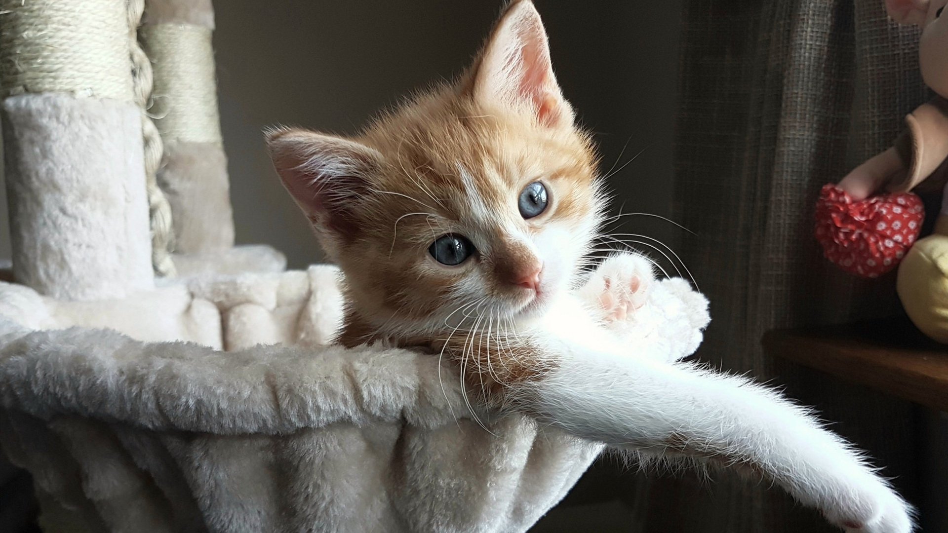 冰封新大陆,阿劳霍的美加墨世界波之夜与钢铁意志