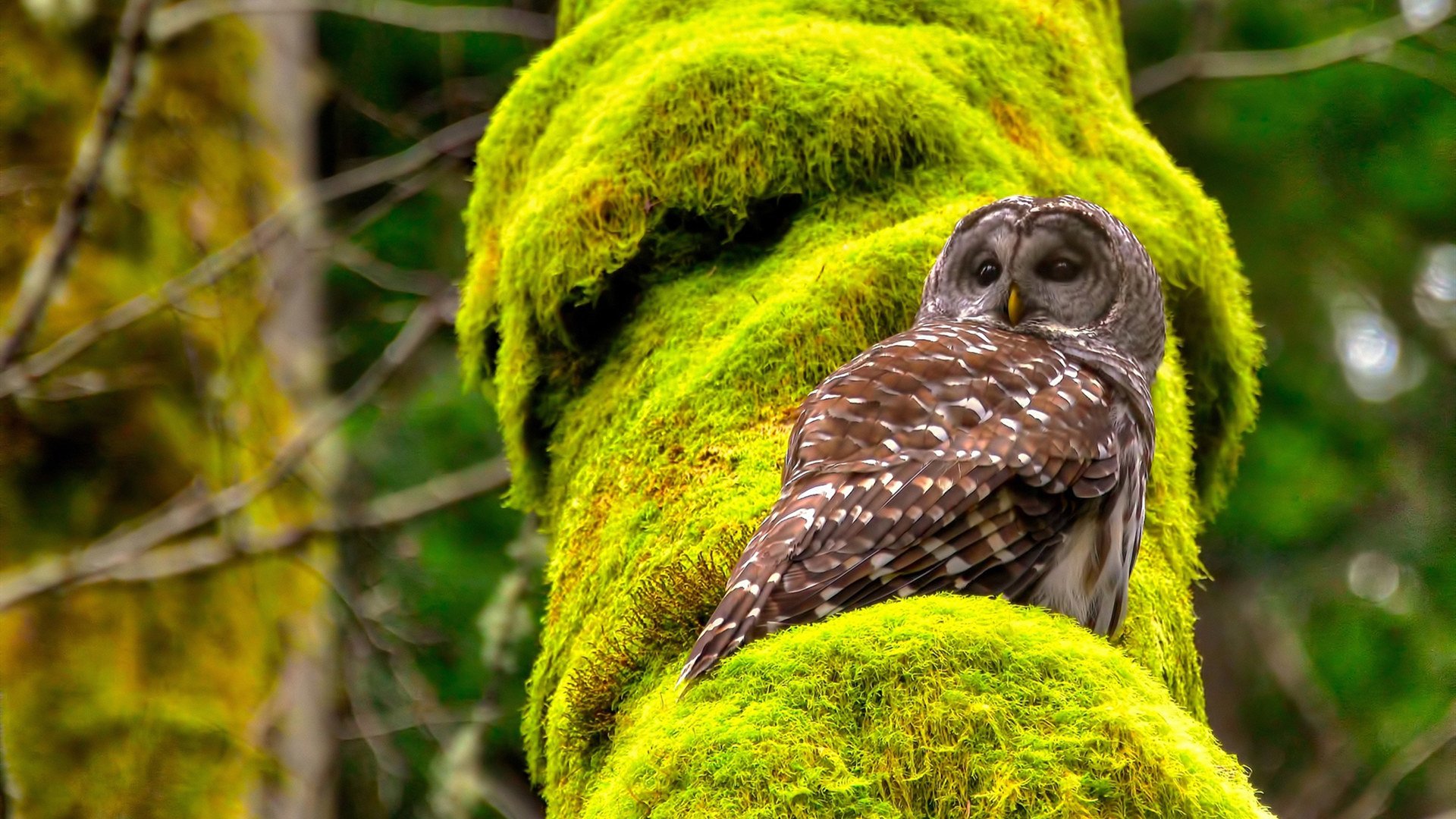 冰山之下，布鲁诺的统治级数据如何颠覆塞内加尔与伊朗的战术棋盘