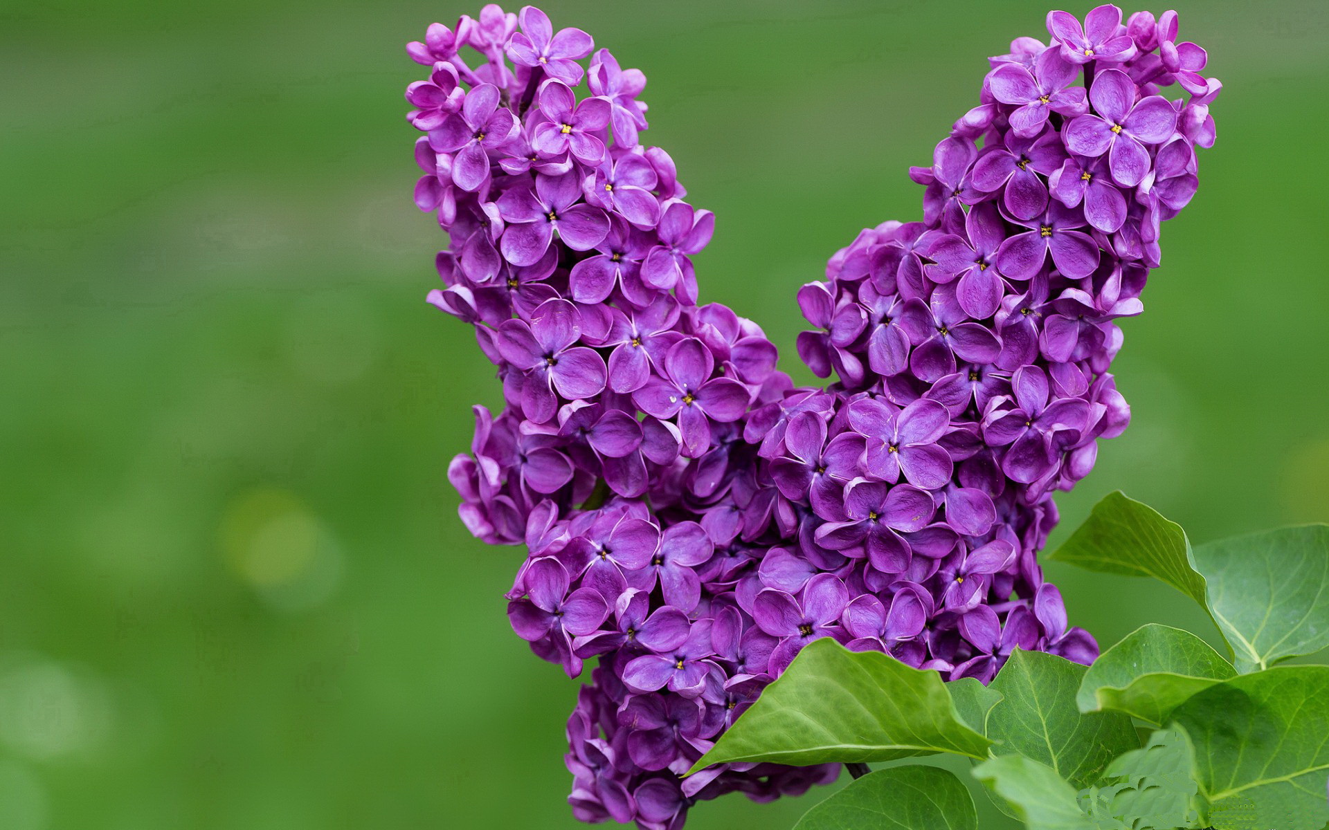 改写剧本，当杰伦·格林接管掘金击败雄鹿的关键时刻
