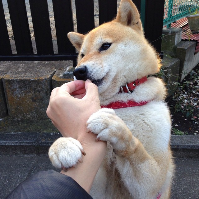 佛罗伦萨的暗影，当拉亚在巴林用文艺复兴的曲线收割美国赛道