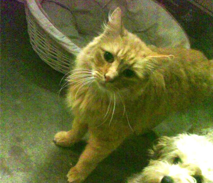 佛罗伦萨的暗影，当拉亚在巴林用文艺复兴的曲线收割美国赛道