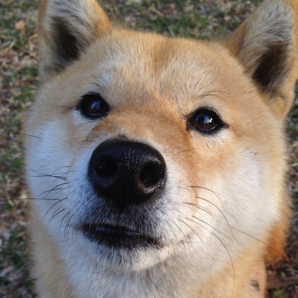 东方迷阵对垒汽车城铁壁，范弗利特致命一击诠释何为关键先生