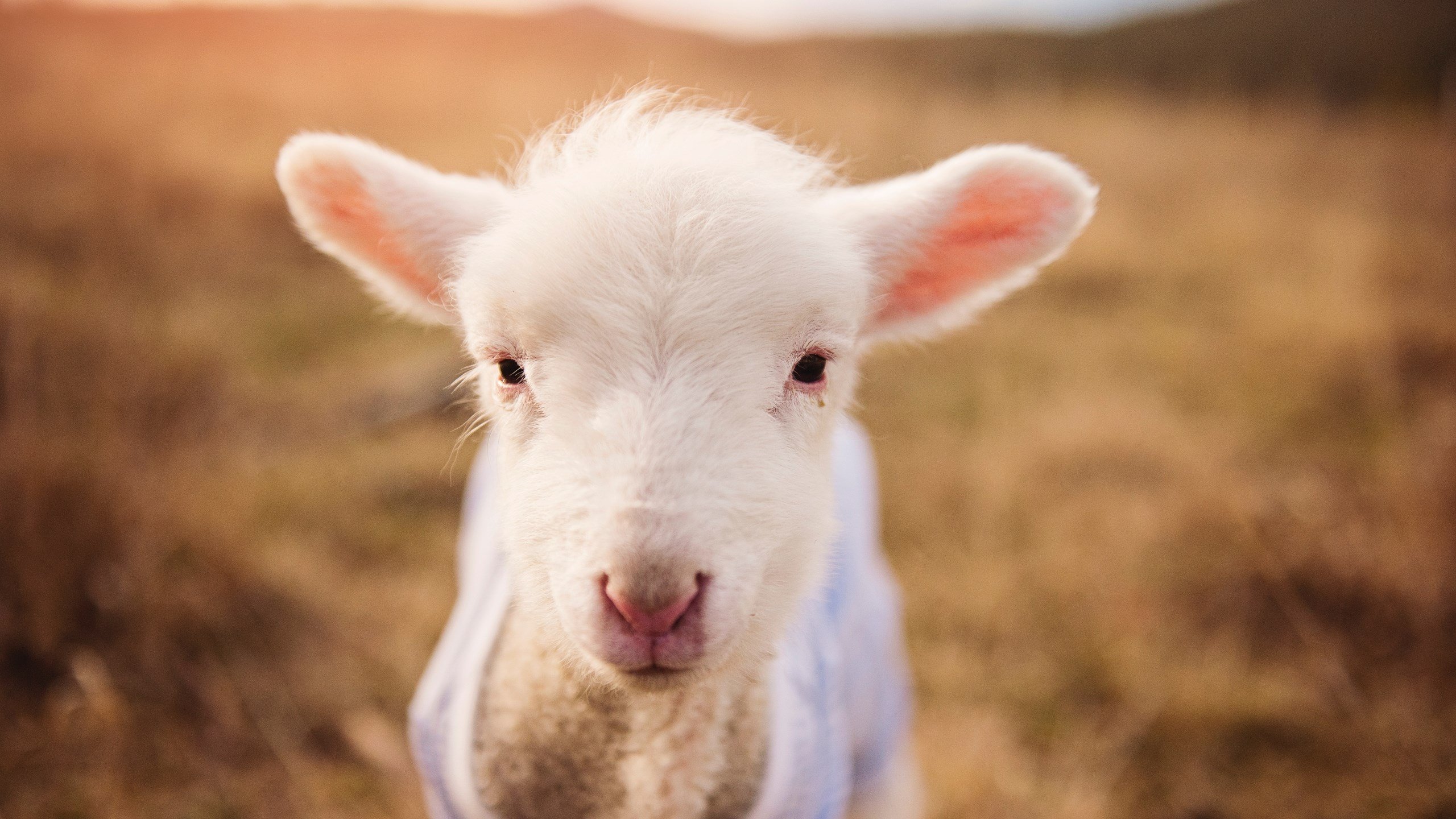 当亚特兰大空翻遇见亚特兰大翱翔，一场跨越时空的逆转对话