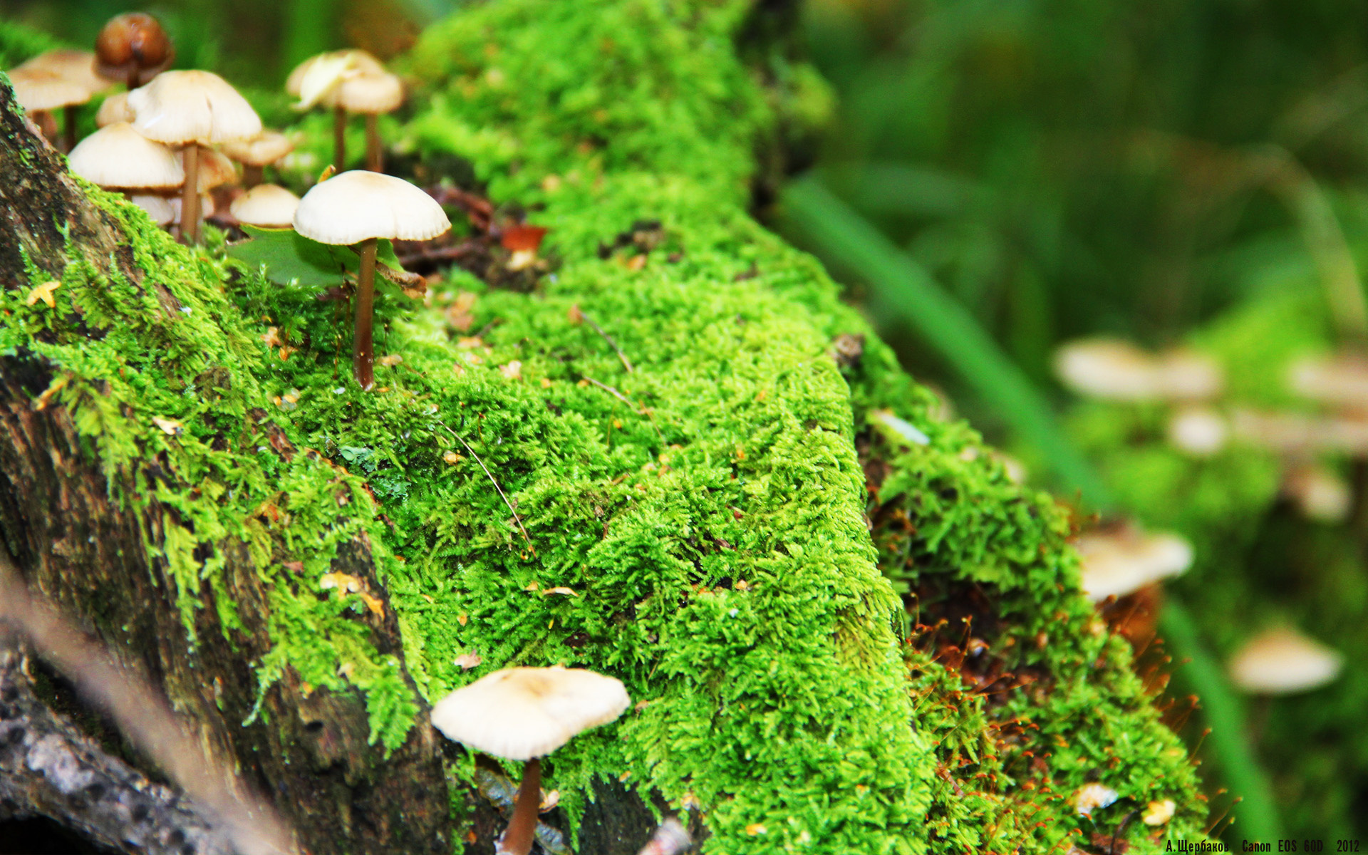 门迪一夫当关，尤文图斯强势击溃哥斯达黎加